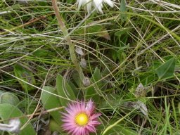 Helichrysum ecklonis small but flowering 